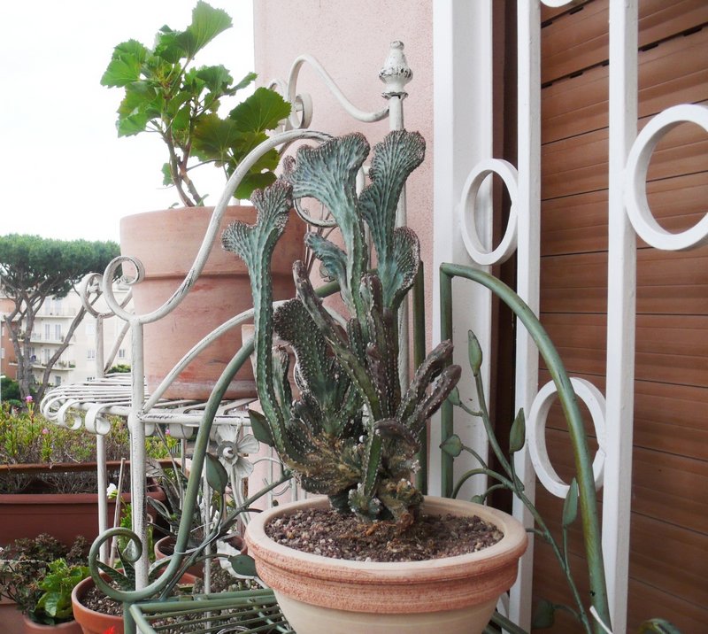 Monvillea_spegazzinii.jpg