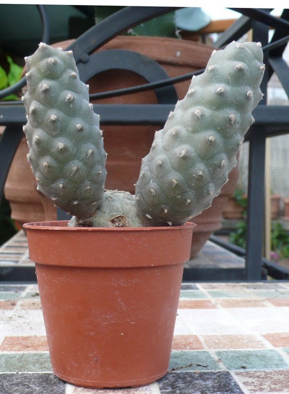 Tephrocactus_articulatus_v._diadematus.jpg