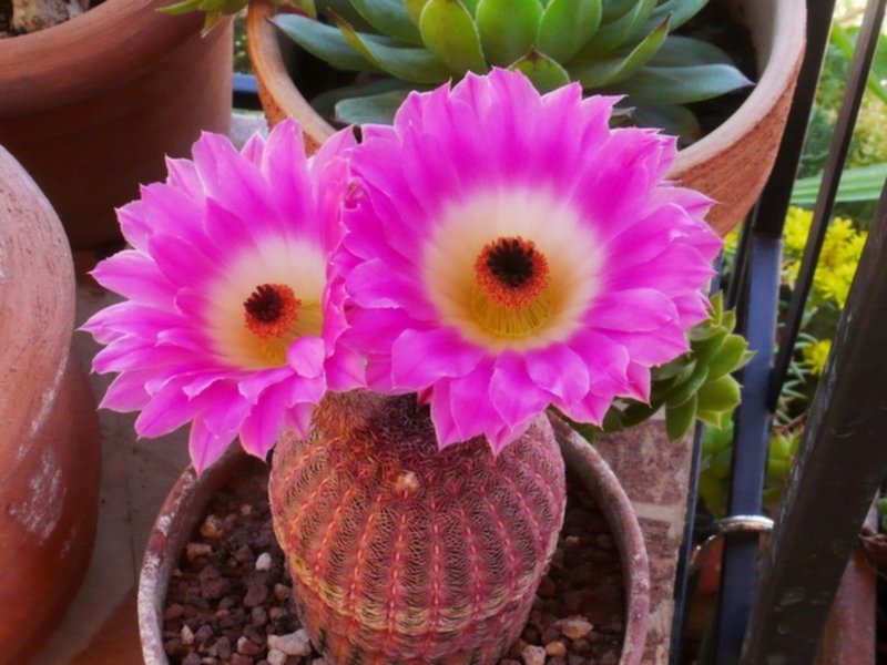 echinocereus_rigidissimus_v_rubrispinus.jpg