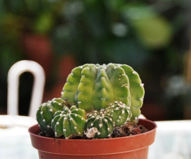 echinopsis_subdenudata.jpg