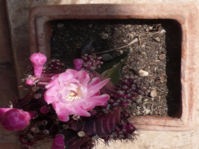 gymnocalicium_mihailovici.jpg