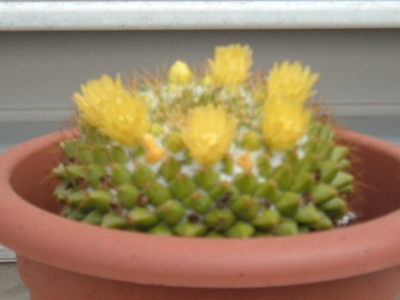 mamillaria.jpg