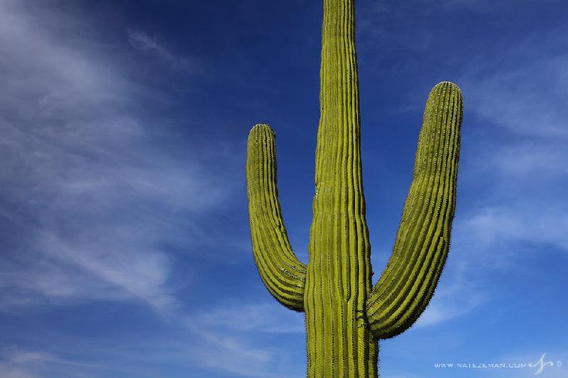 0589_Saguaro_Cactus_Nate_Zeman-L.jpg