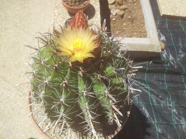 FEROCACTUS_(2).jpg