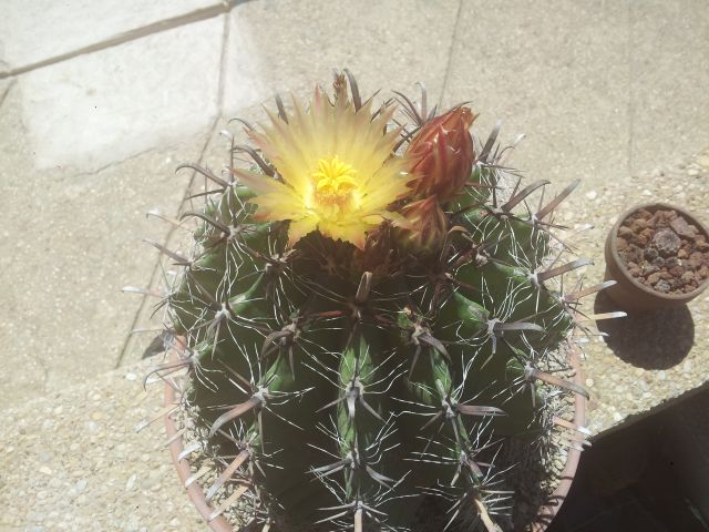FEROCACTUS_(3).jpg