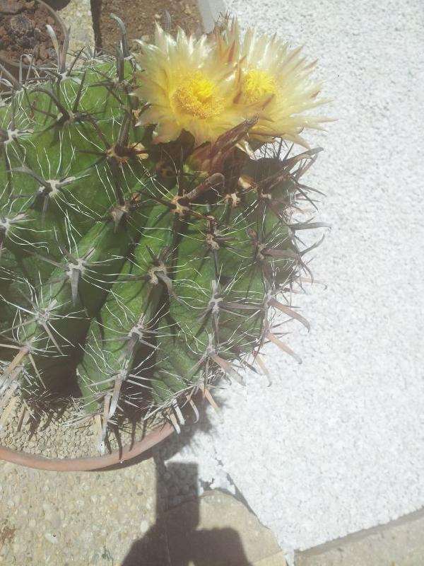 FEROCACTUS_(4).jpg