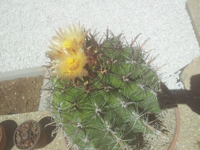 FEROCACTUS_(5).jpg
