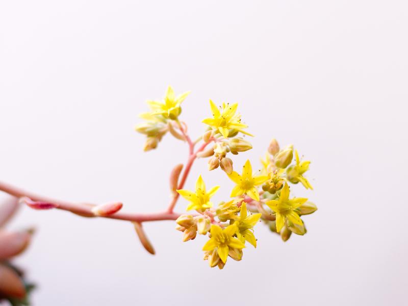 sedum_sp_flower.jpg